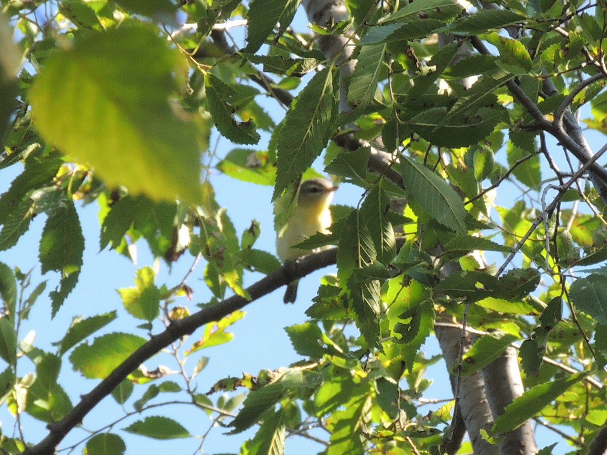 Philadelphia Vireo - ML130340801