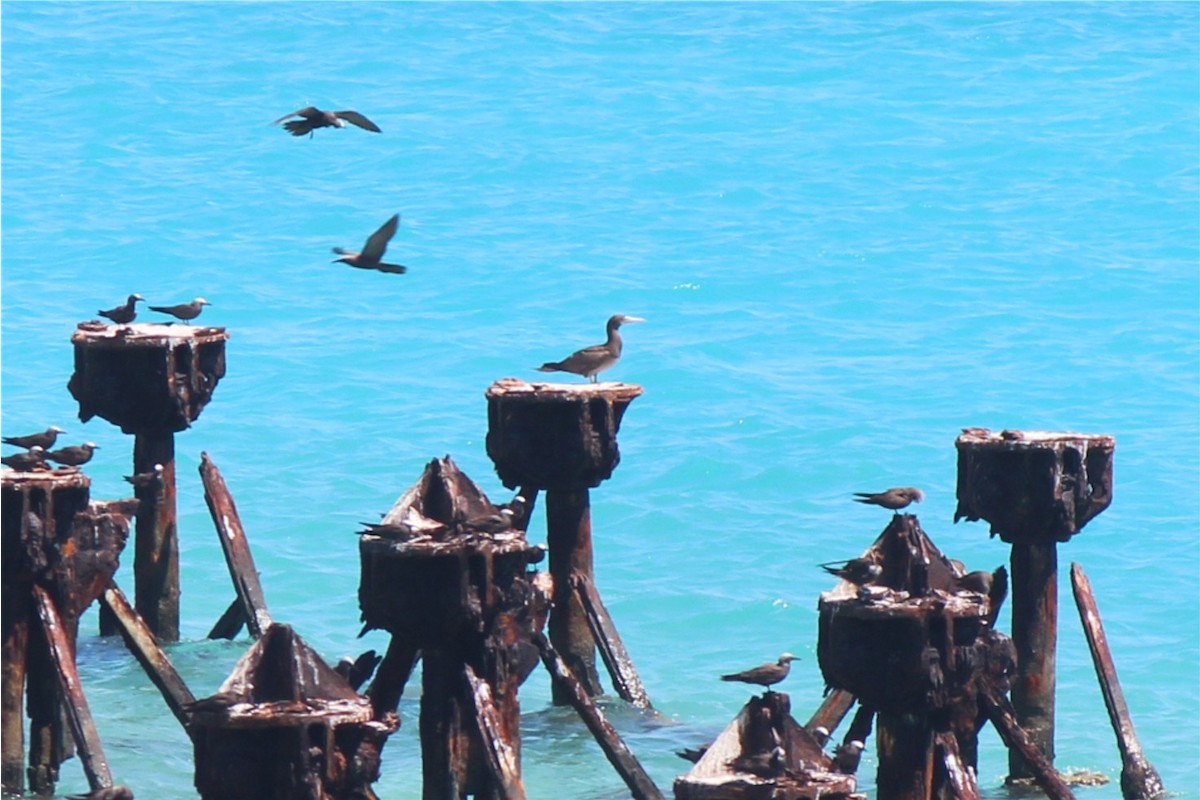 Brown Booby - ML130341101