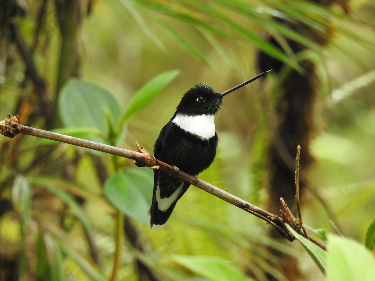 Collared Inca - Euclides "Kilo" Campos