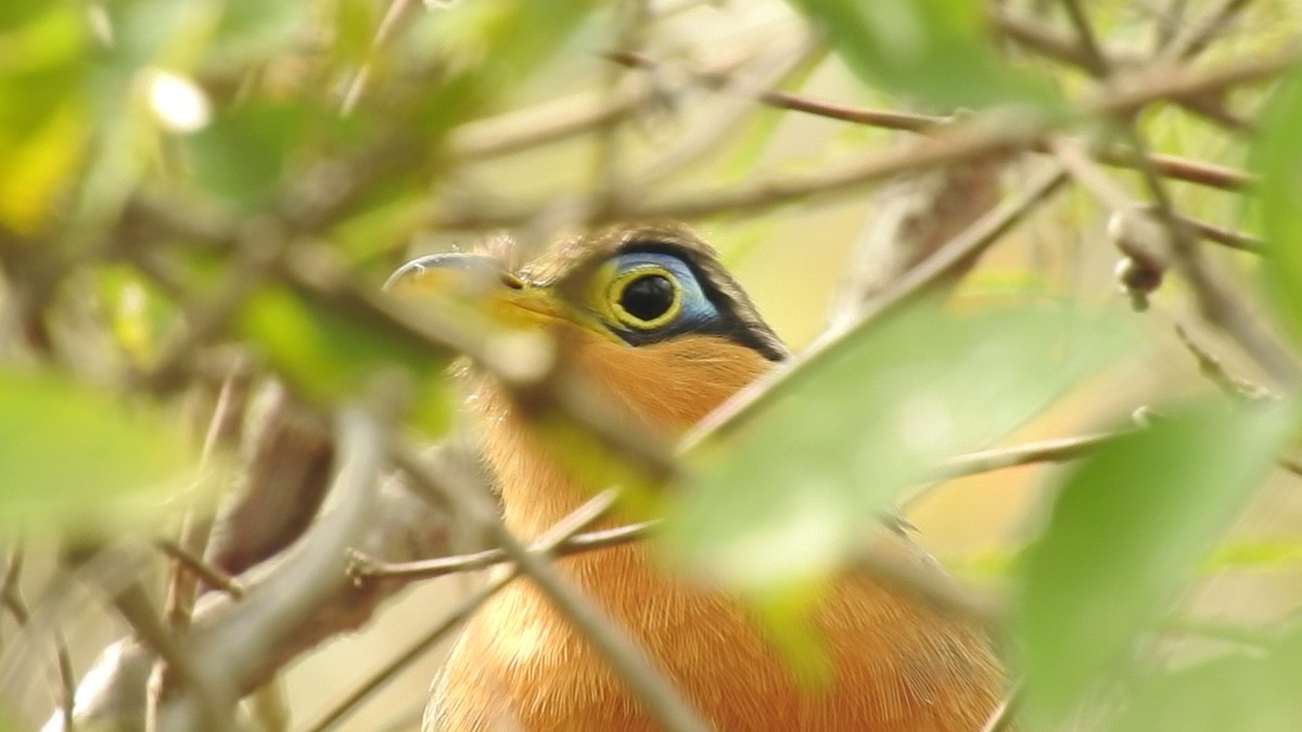 Lesser Ground-Cuckoo - ML130343801