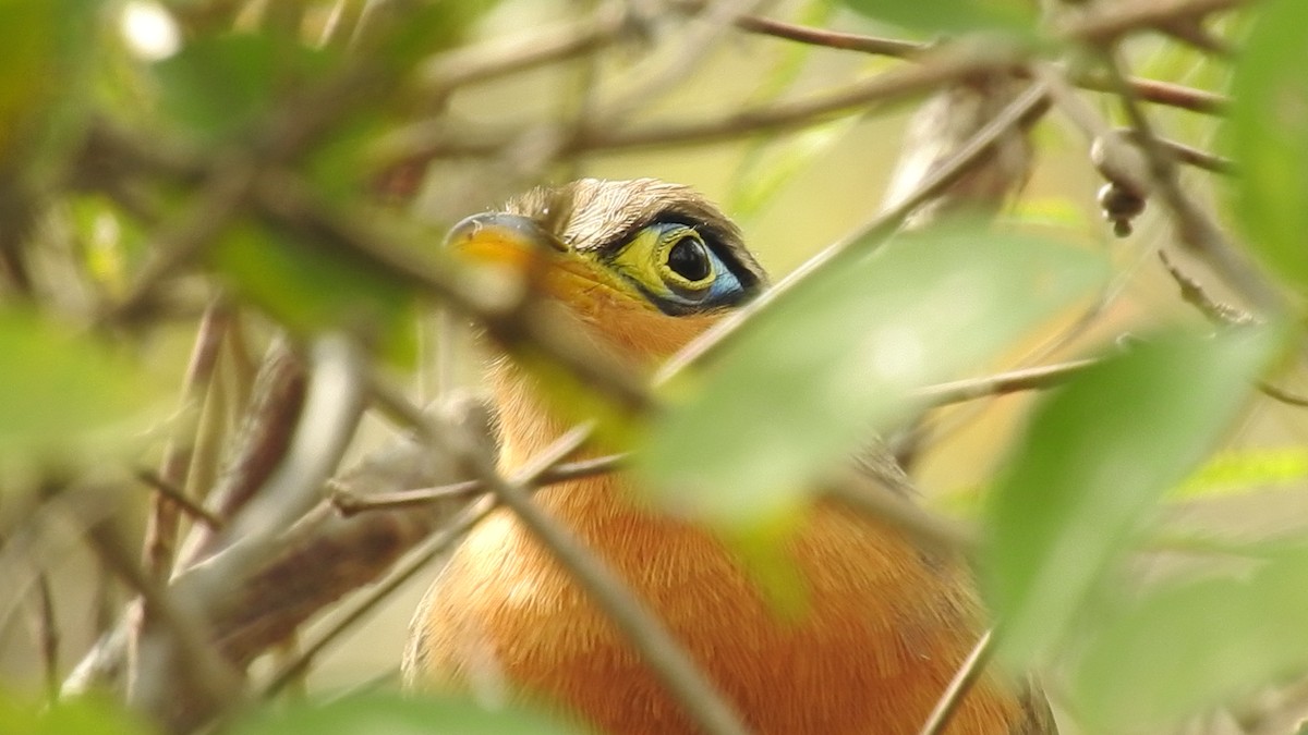 Lesser Ground-Cuckoo - ML130343821