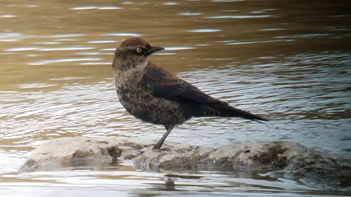 Rusty Blackbird - Paul Hurtado