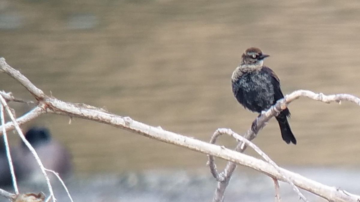 Rusty Blackbird - ML130345131