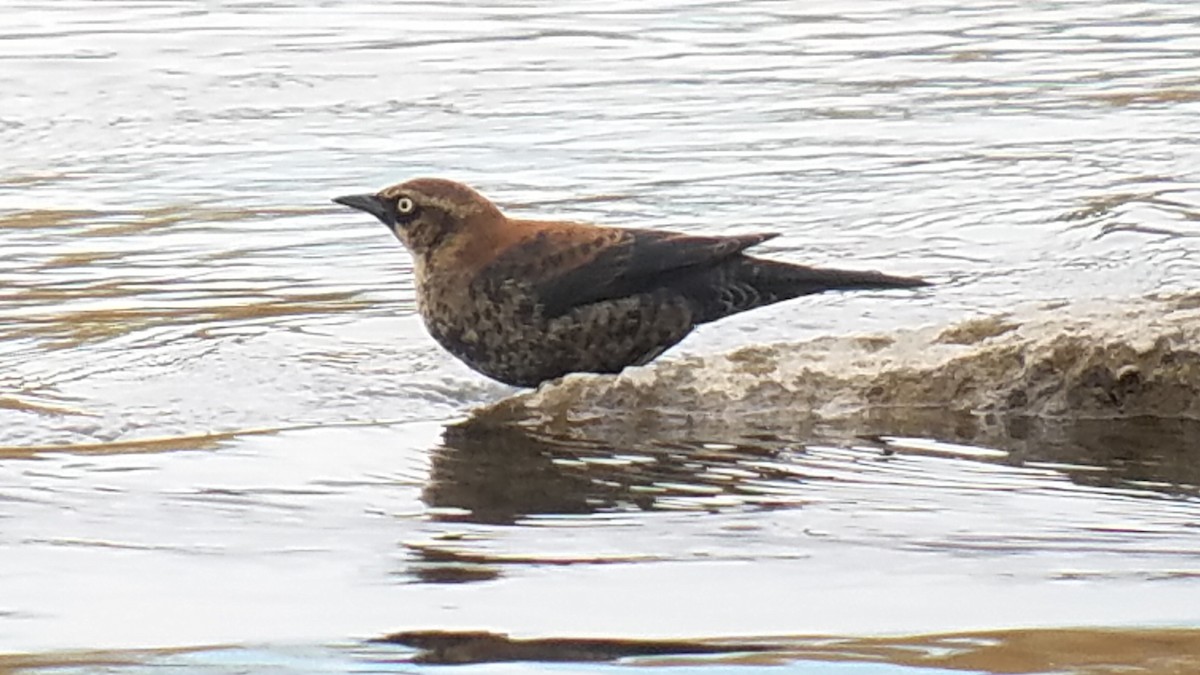 Rusty Blackbird - ML130345171