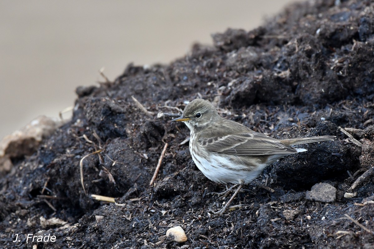 Water Pipit - José Frade