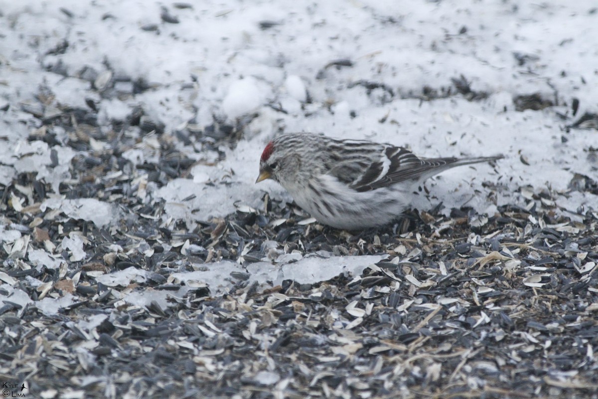 redpoll sp. - ML130348781