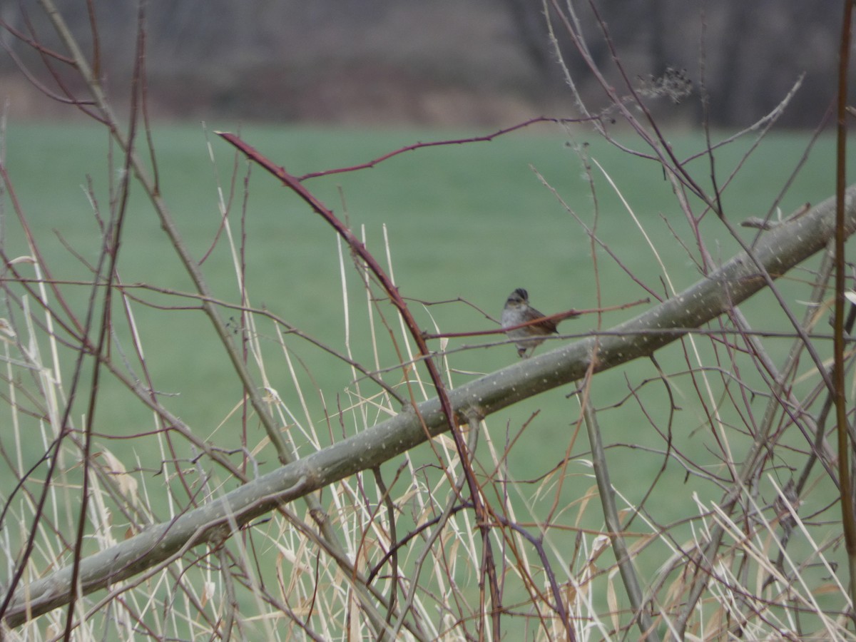 Swamp Sparrow - ML130348971