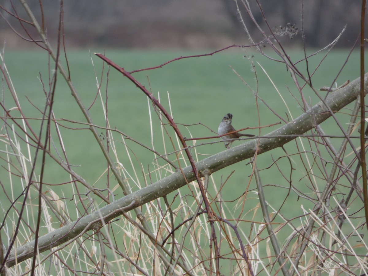 Swamp Sparrow - ML130349021