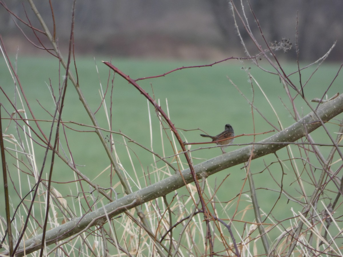 Swamp Sparrow - ML130349031