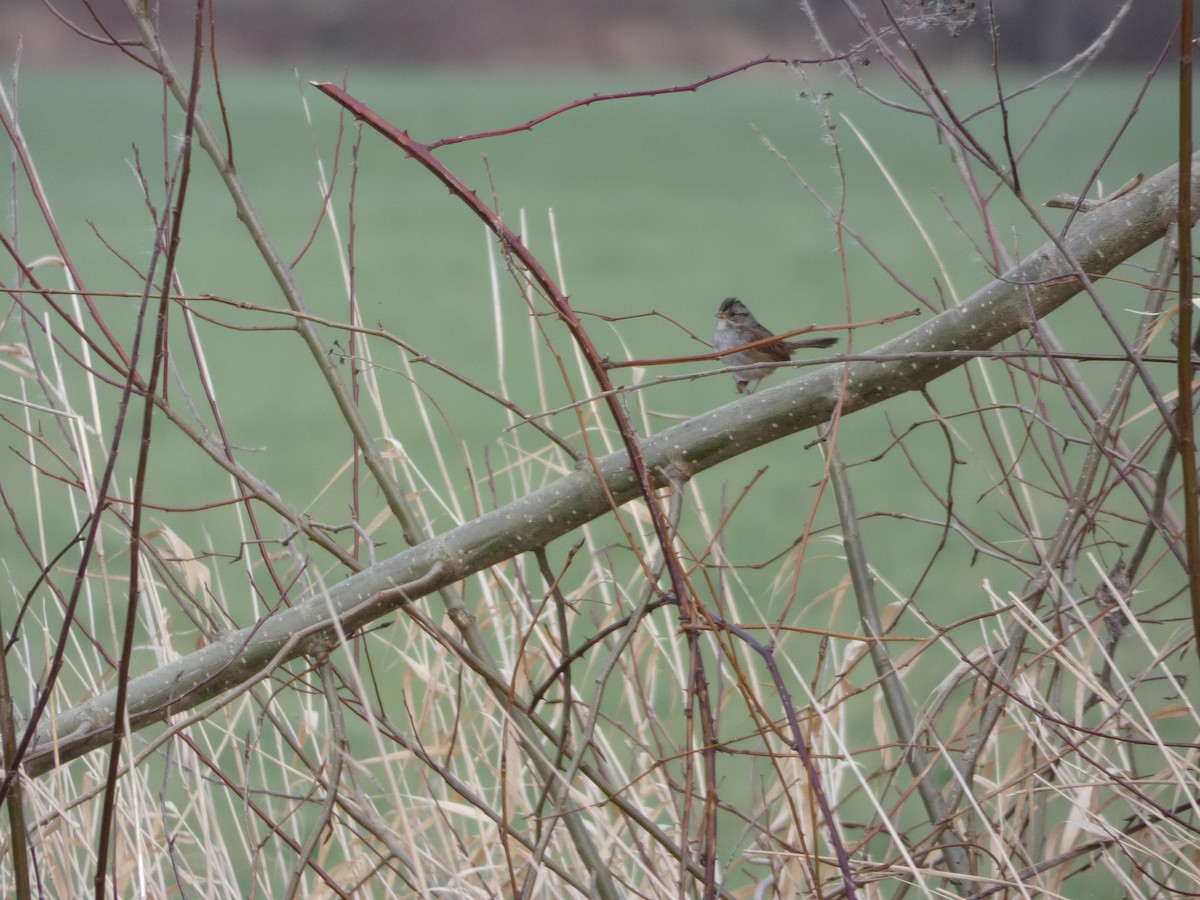 Swamp Sparrow - ML130349041