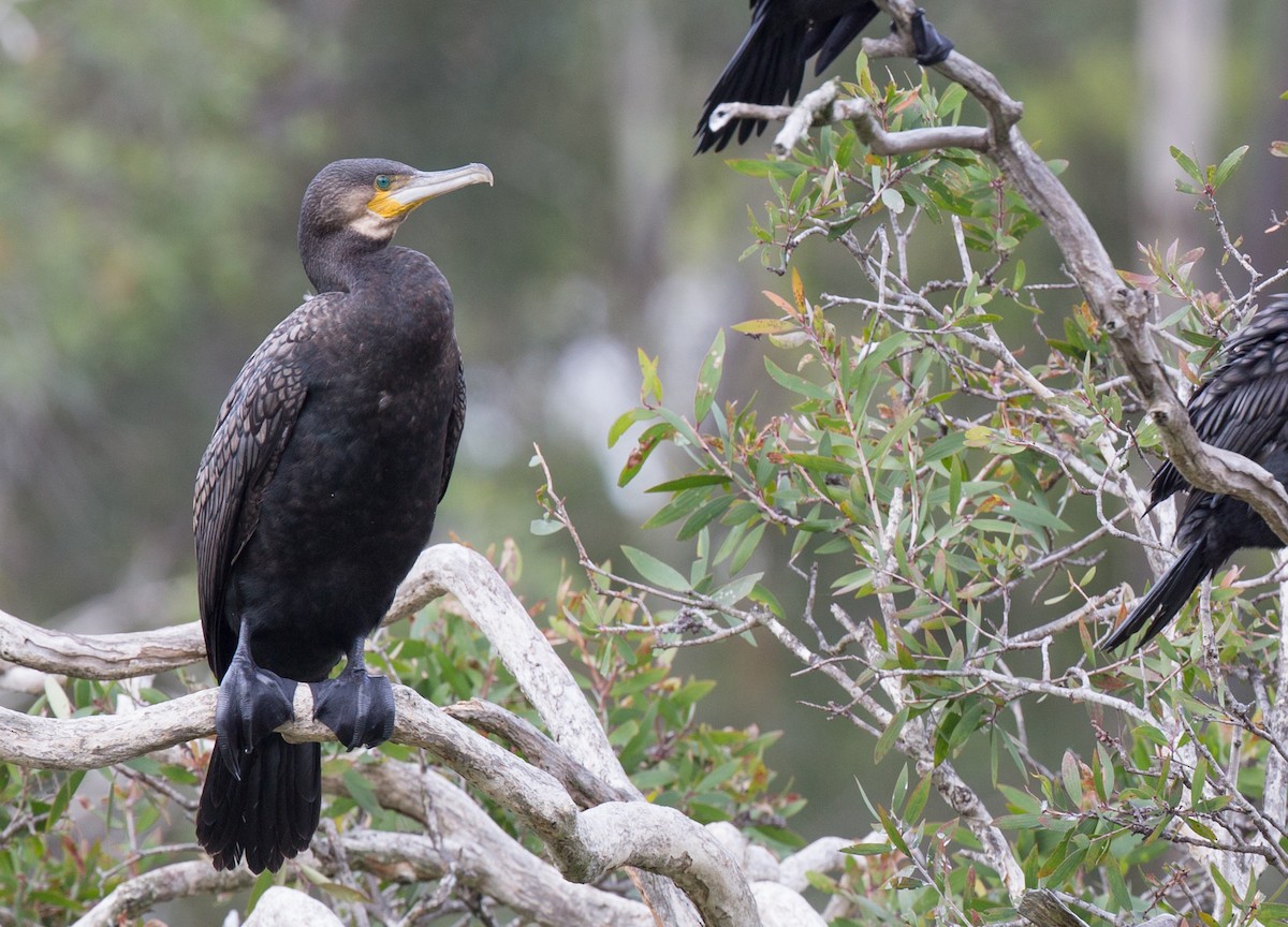 Great Cormorant - ML130352061