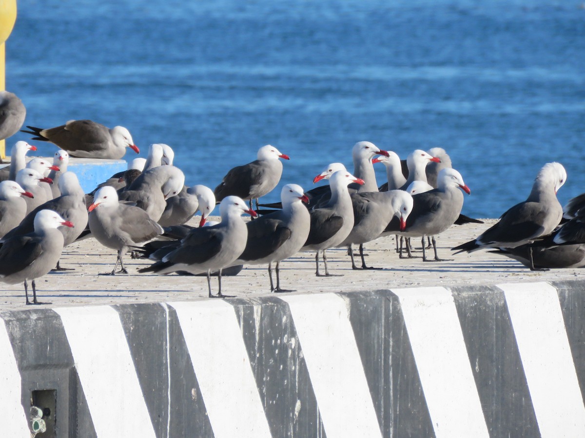 Heermann's Gull - ML130354721