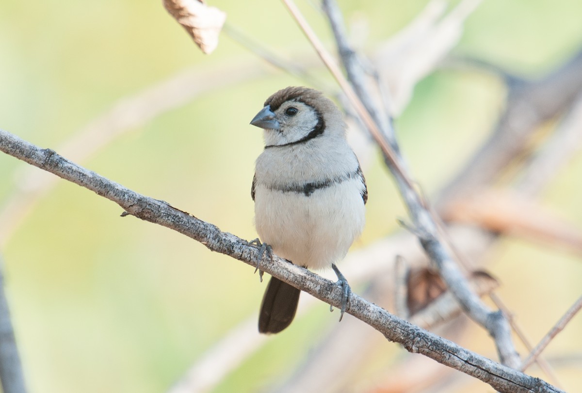 Double-barred Finch - ML130355471