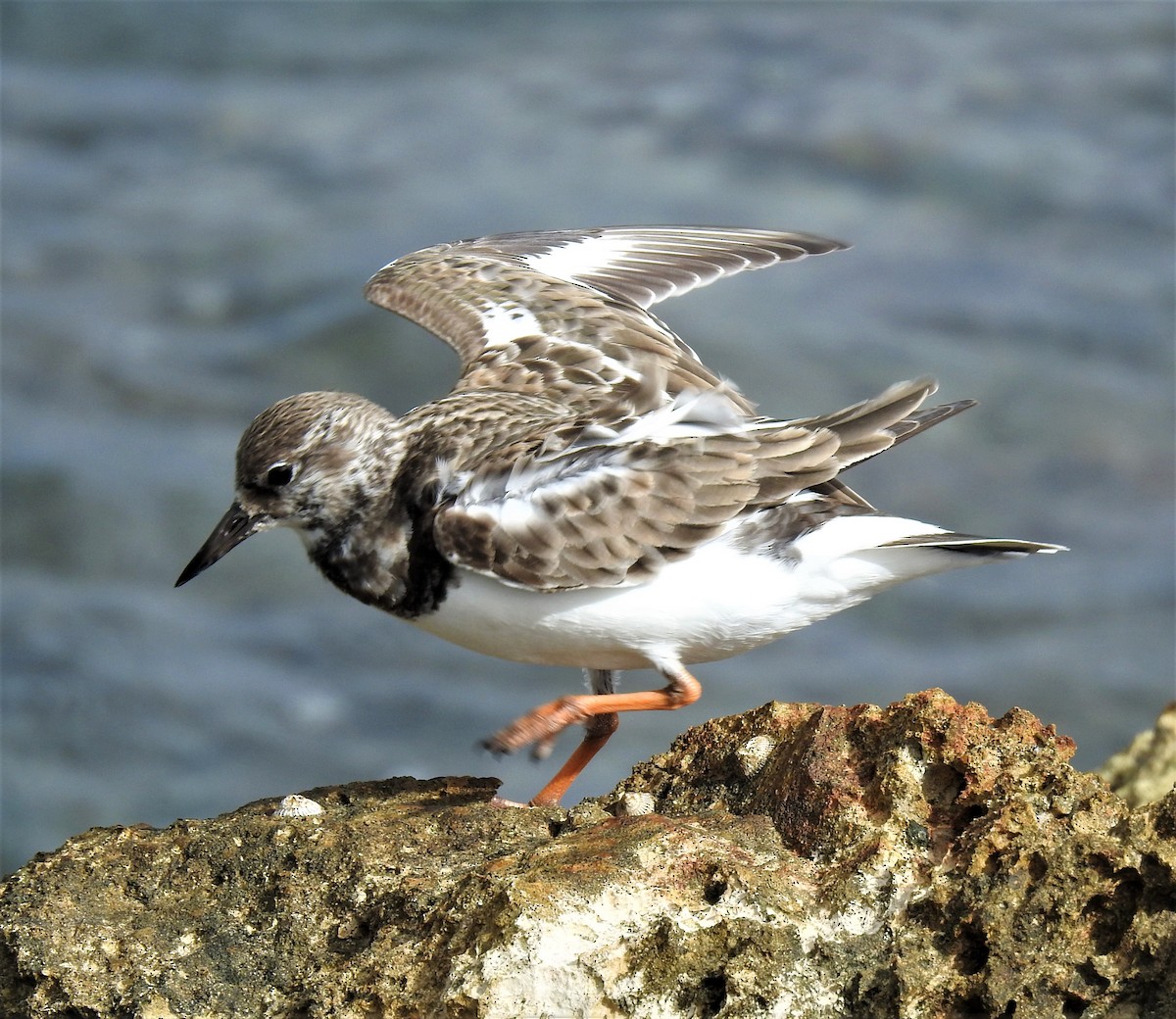 Ruddy Turnstone - ML130356541