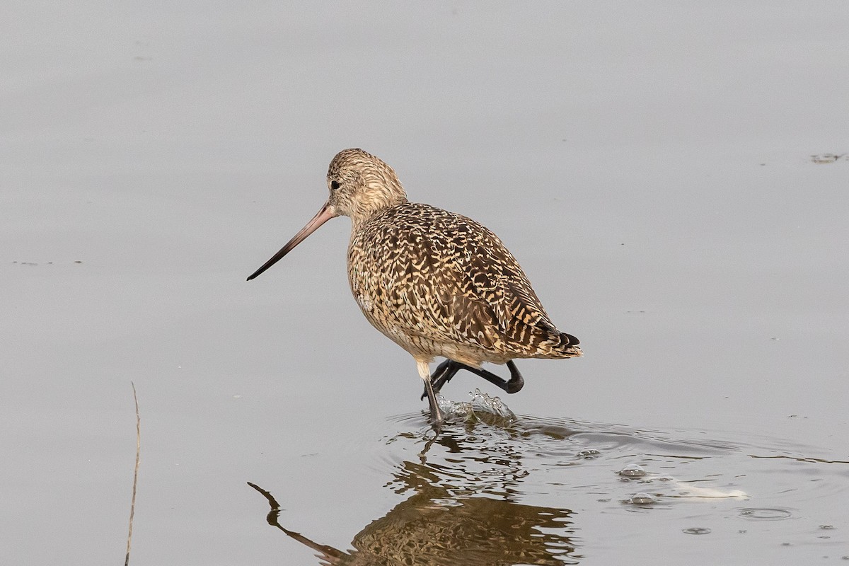 Marbled Godwit - Jeff Bray