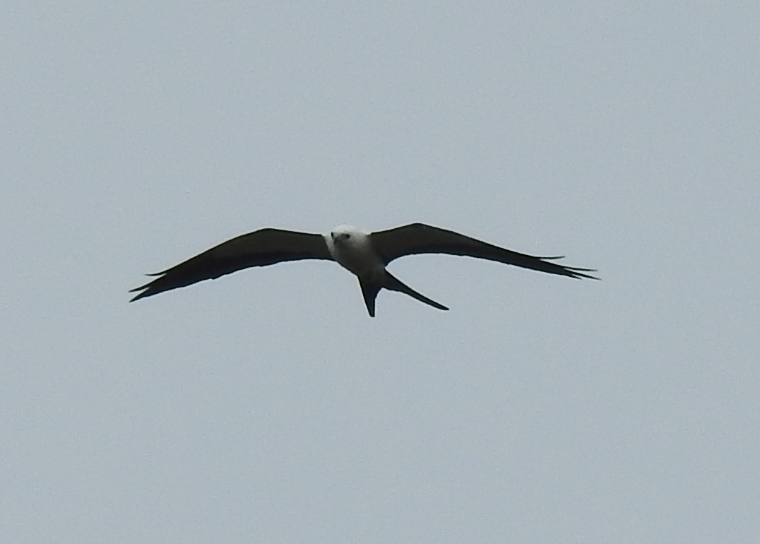 Swallow-tailed Kite - ML130358591
