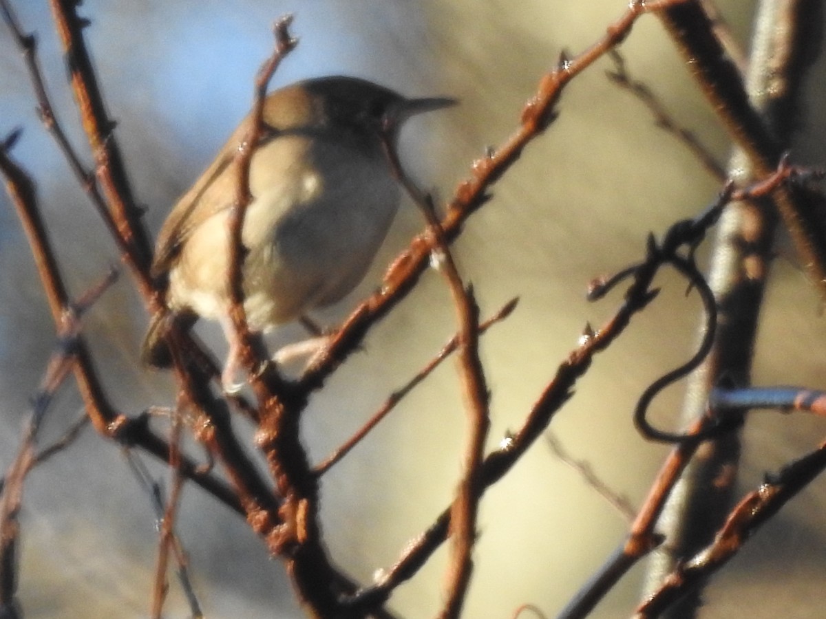 Northern House Wren - ML130358611
