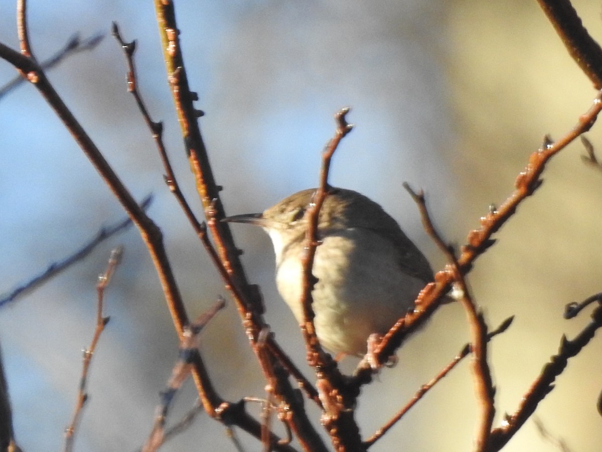 Northern House Wren - ML130358621