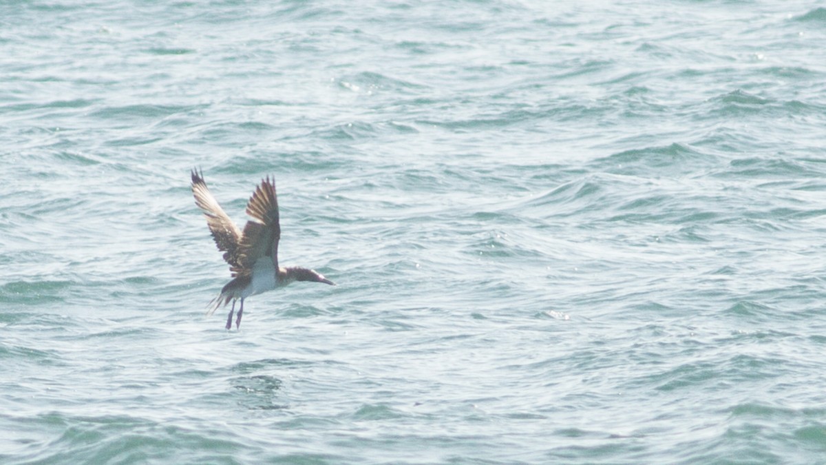 Blue-footed Booby - Fyn Kynd