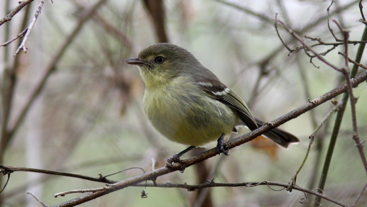 Flat-billed Vireo - Jim Tietz