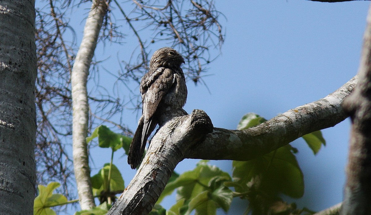 Northern Potoo - ML130359501