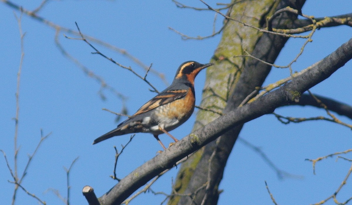 Varied Thrush - ML130361091