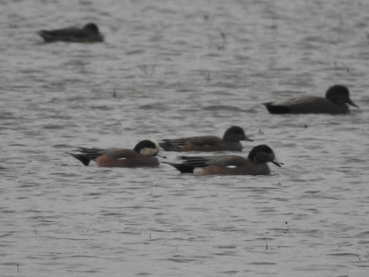 American Wigeon - Clay Bliznick