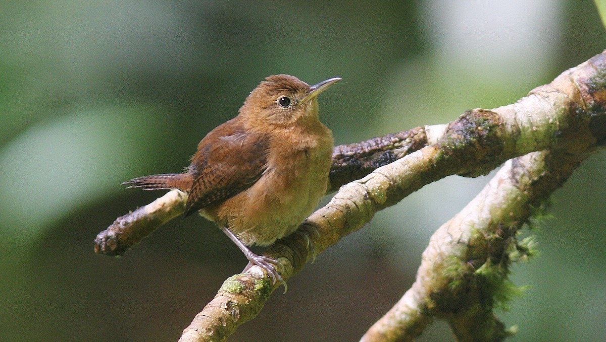 Hauszaunkönig (rufescens) - ML130361631