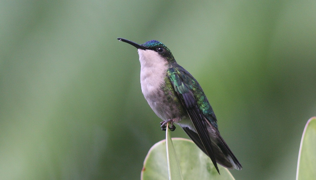 Blue-headed Hummingbird - ML130361651