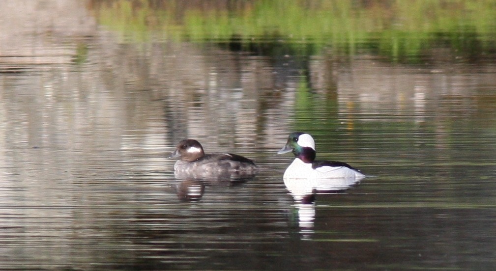 Bufflehead - ML130362581