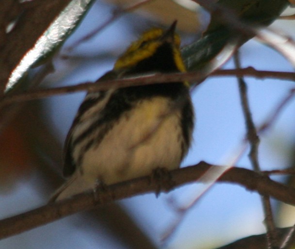 Black-throated Green Warbler - ML130363021