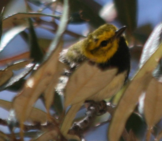 Black-throated Green Warbler - ML130363031