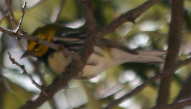 Black-throated Green Warbler - ML130363051