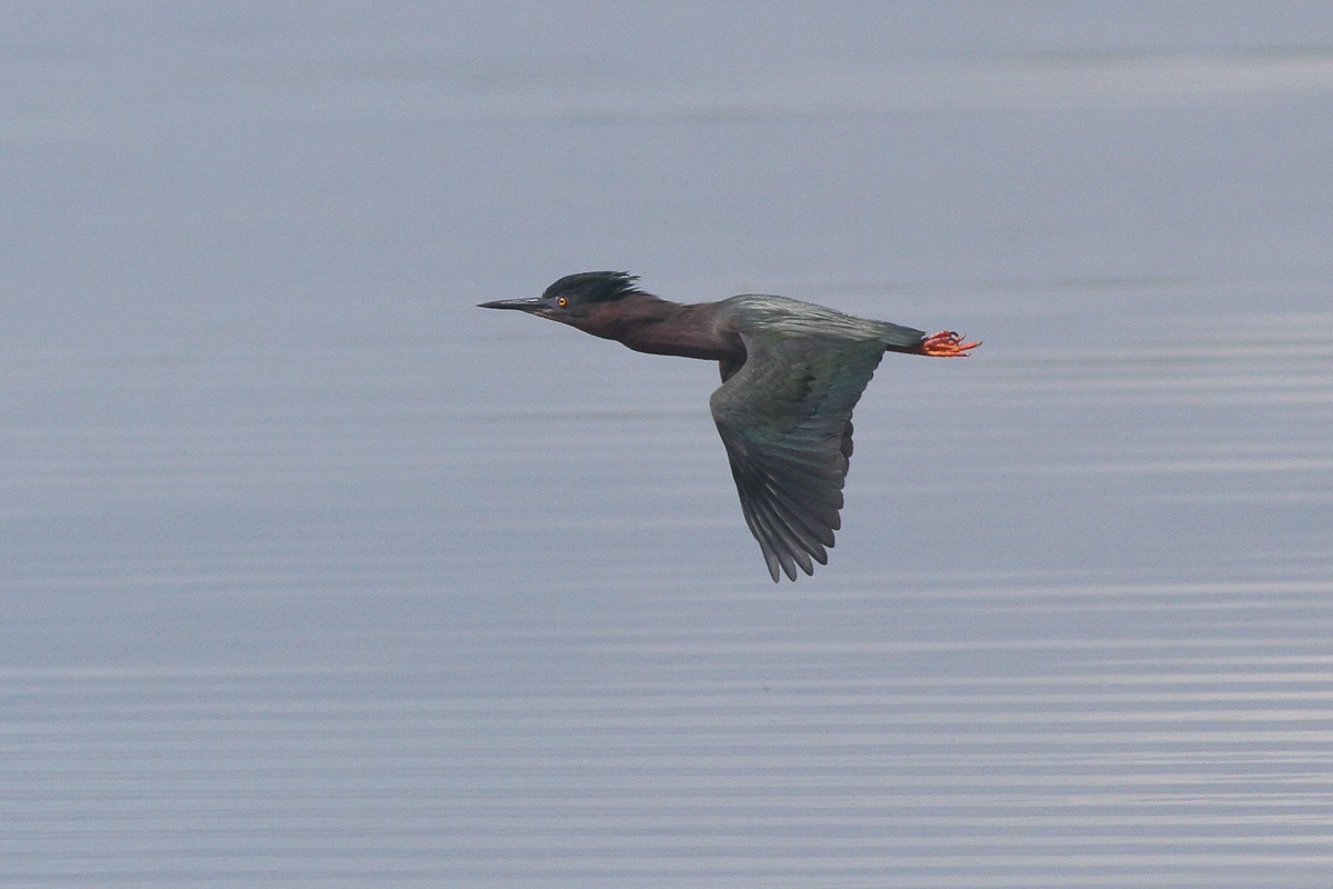 Green Heron - ML130364211