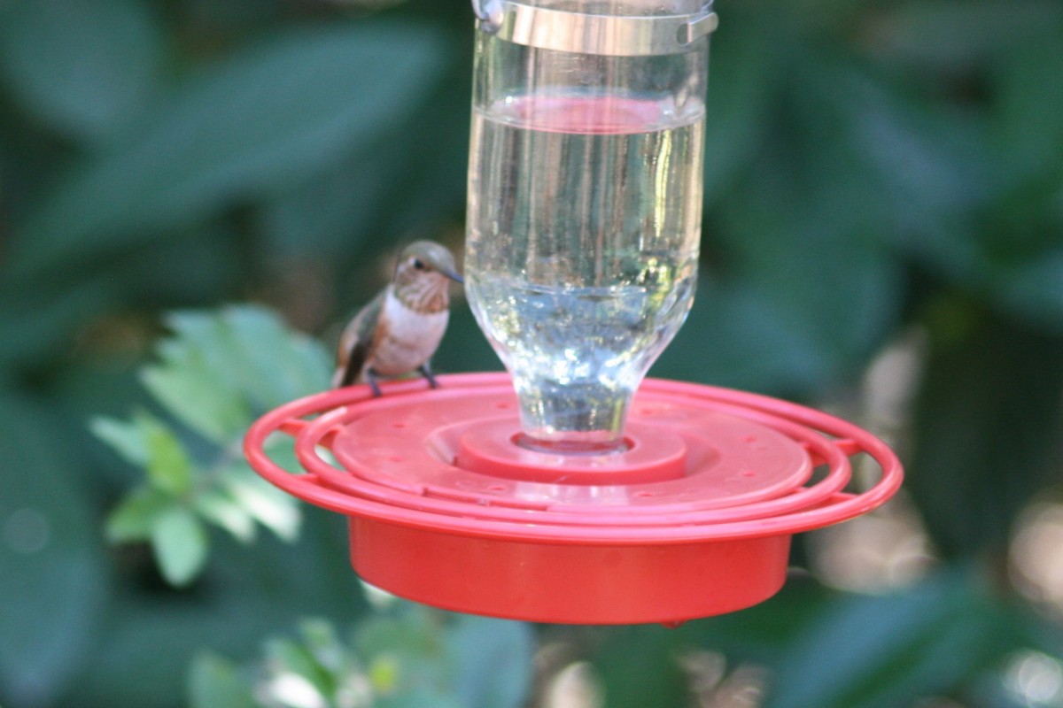 Rufous Hummingbird - ML130364861