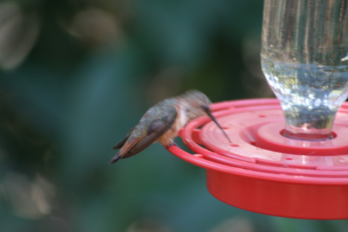 Rufous Hummingbird - ML130364891