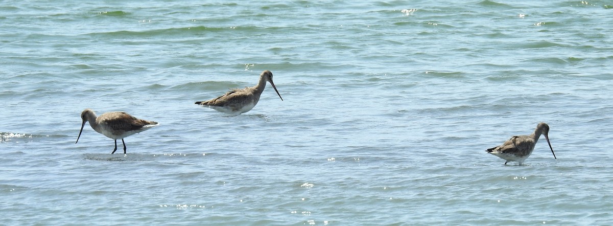 Hudsonian Godwit - Fernando Angulo - CORBIDI