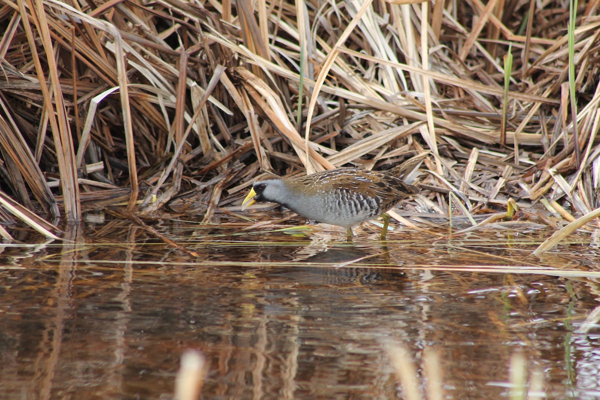 Polluela Sora - ML130366641