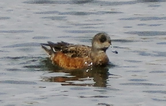 American Wigeon - ML130367981