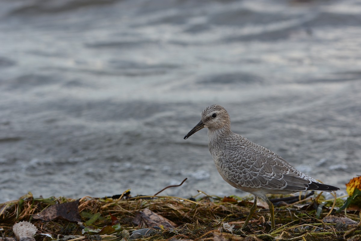 Red Knot - ML130368541