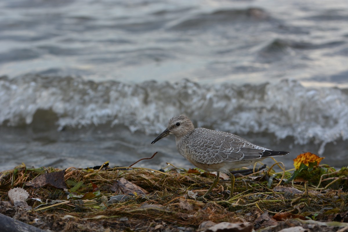 Red Knot - ML130368651