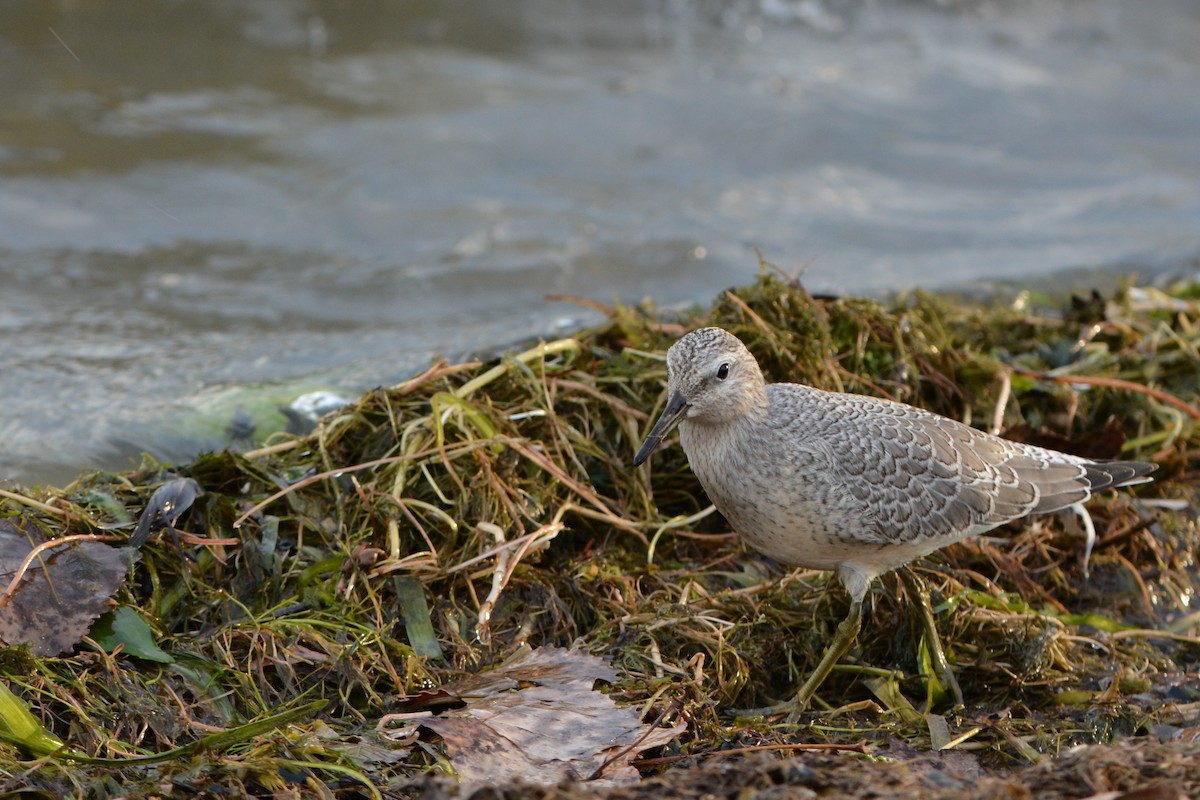Red Knot - ML130368881