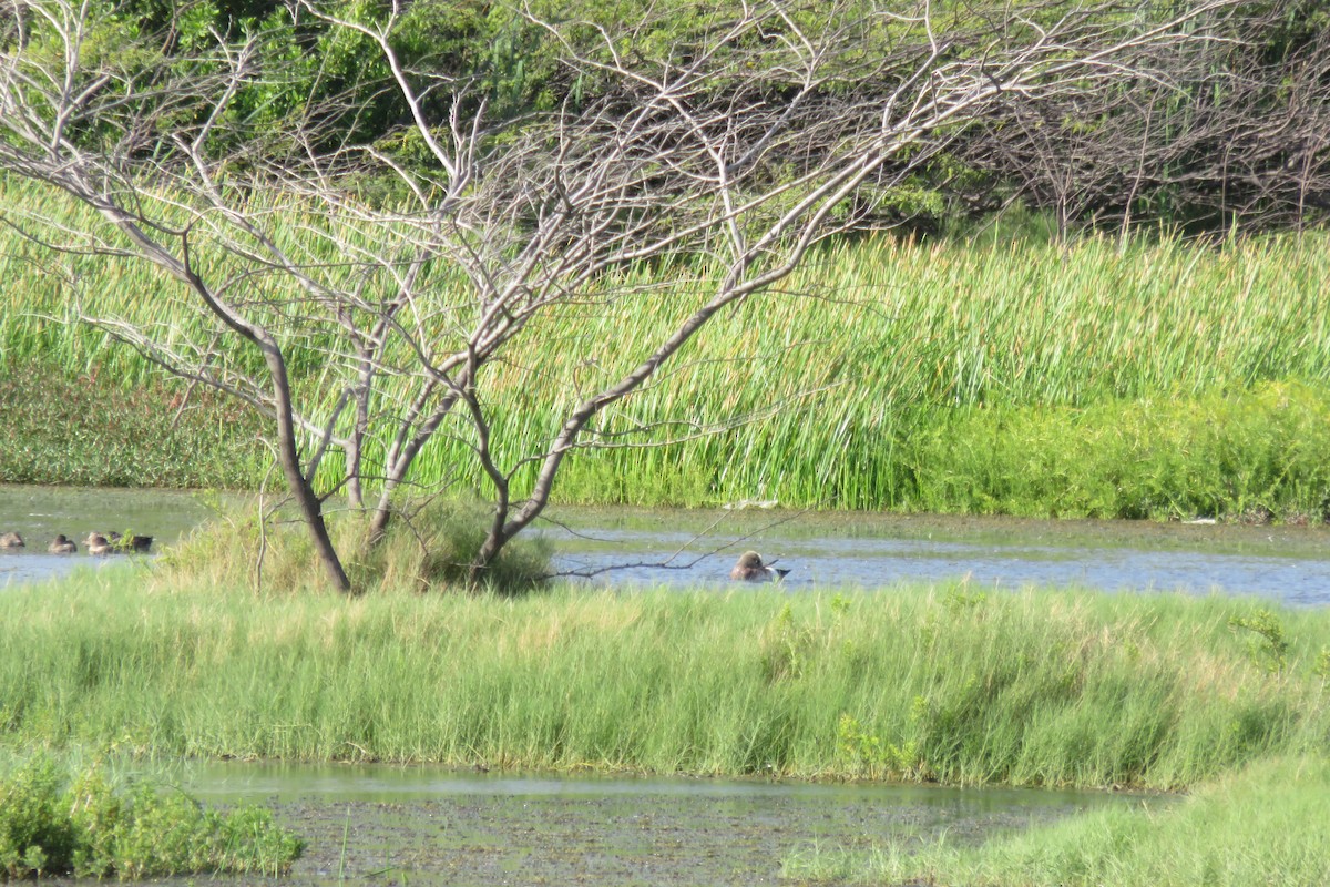 American Wigeon - ML130369041