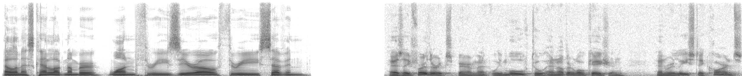 Chara Floridana - ML13037