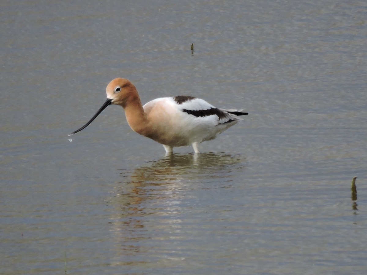 American Avocet - ML130370981