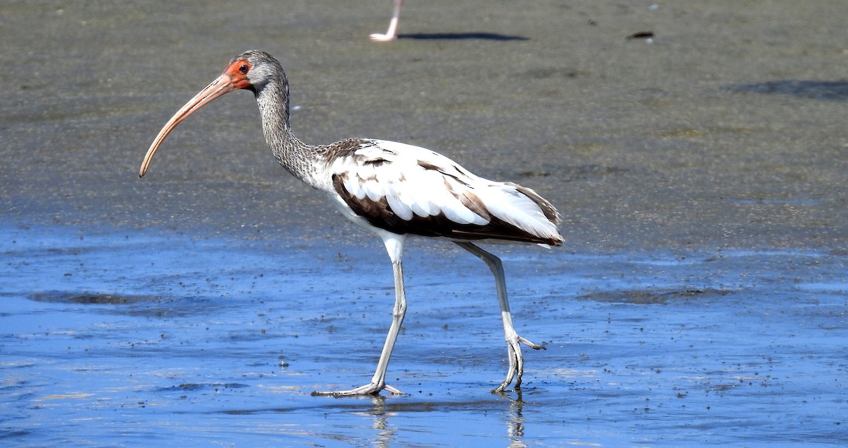 White Ibis - ML130371571