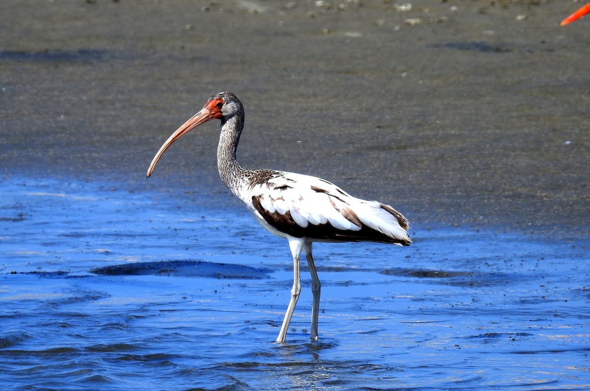 White Ibis - ML130371801