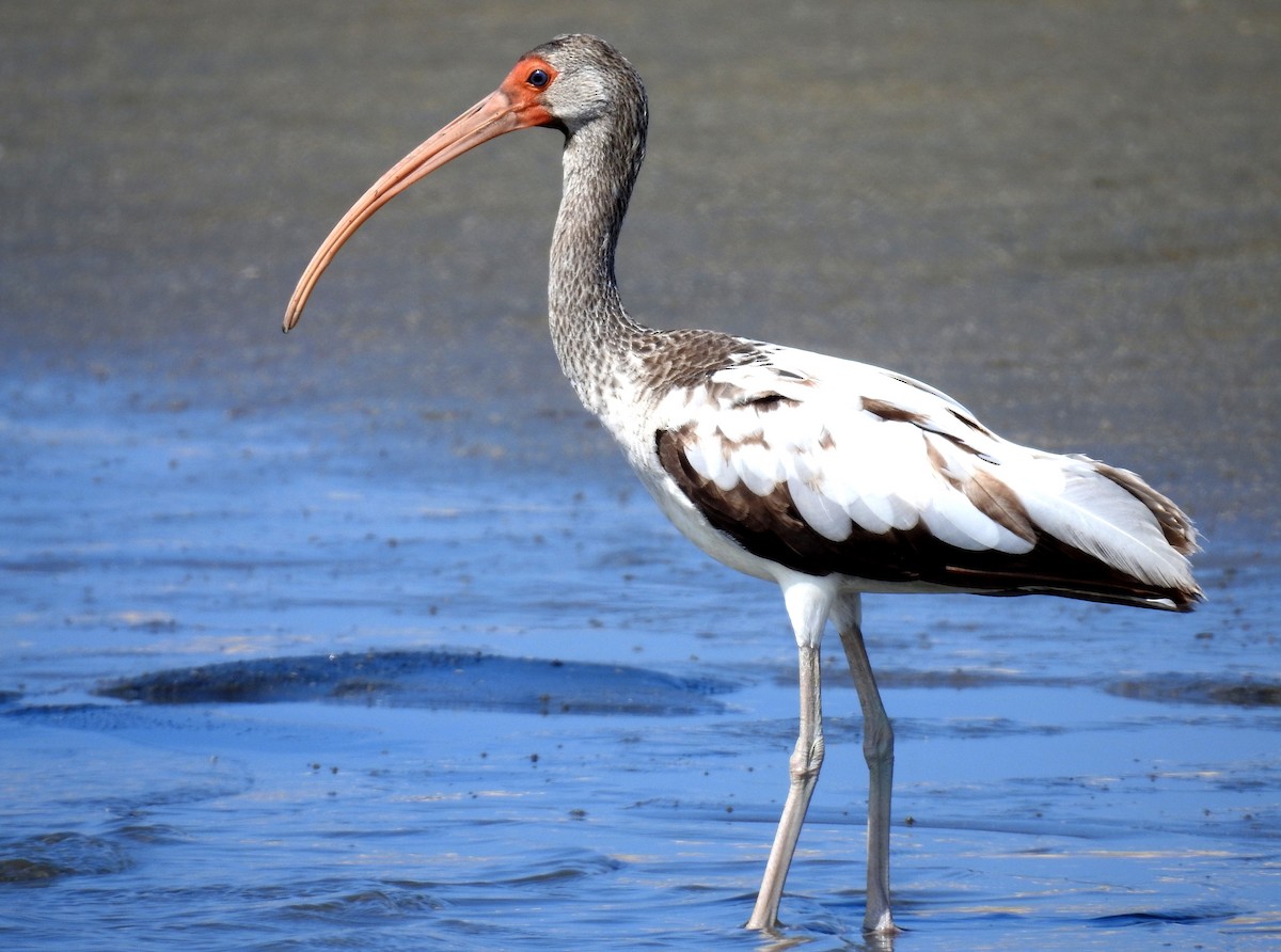 White Ibis - ML130371841