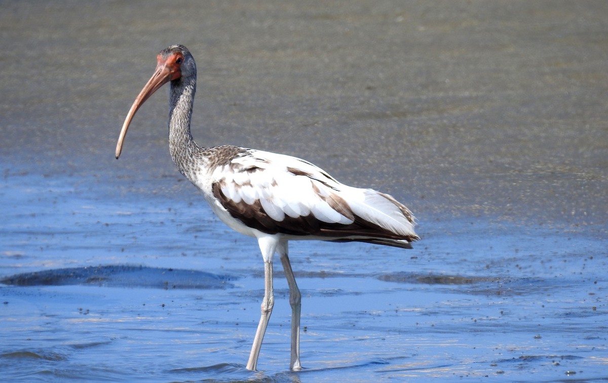 White Ibis - Fernando Angulo - CORBIDI