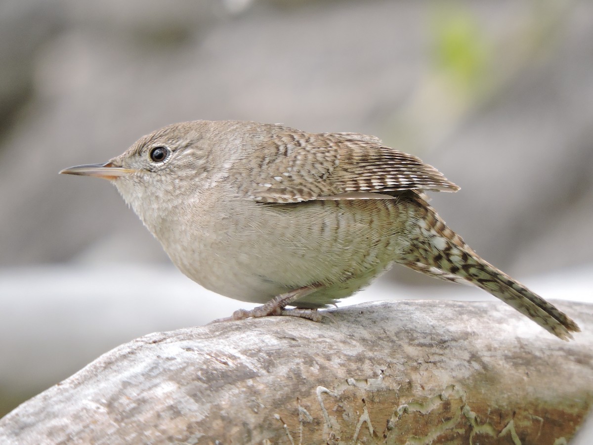 House Wren - Jack  Bushong